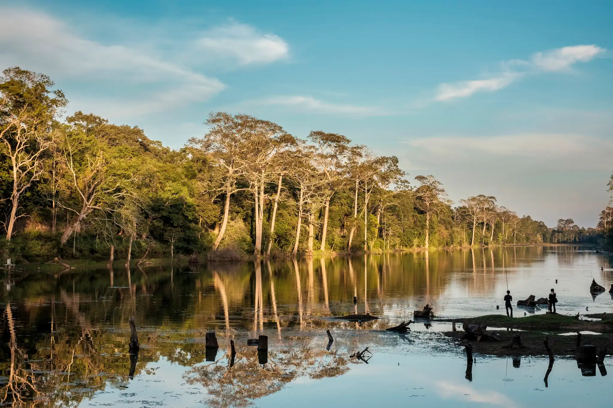 Mangrove trees